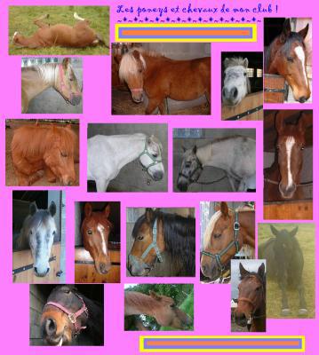 tous les chevaux et poneys du club